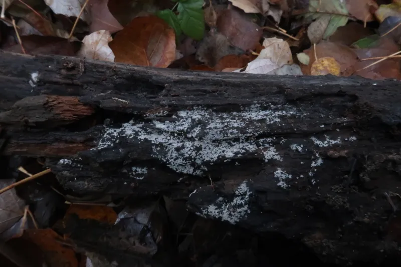 Chromelosporiopsis coerulescens 1 - IMG_6078